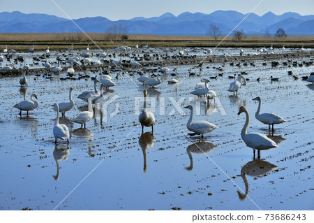Swans and ducks flock to the rice fields on the shores of Lake Inawashiro Swans and ducks flock to the rice fields on the shores of Lake Inawashiro 73686243