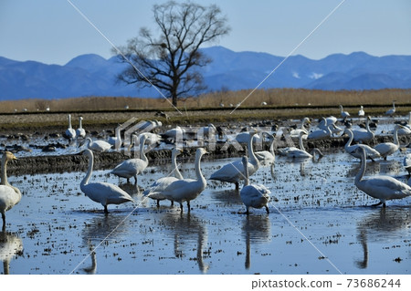 Swans and ducks flock to the rice fields on the shores of Lake Inawashiro Swans and ducks flock to the rice fields on the shores of Lake Inawashiro 73686244