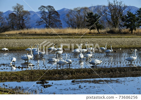 Swans and ducks flock to the rice fields on the shores of Lake Inawashiro Swans and ducks flock to the rice fields on the shores of Lake Inawashiro 73686256