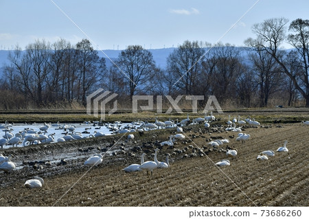 Swans and ducks in the rice fields on the shores of Lake Inawashiro and Nunobikiyama windmills 73686260