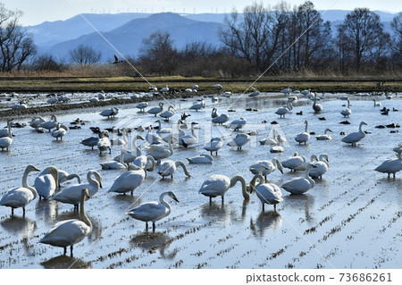 Swans and ducks in the rice fields on the shores of Lake Inawashiro and Nunobikiyama windmills 73686261