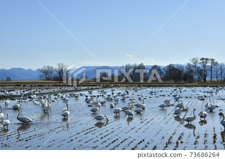 稻湖和稻野山風車沿岸的稻田里天鵝和鴨群 73686264