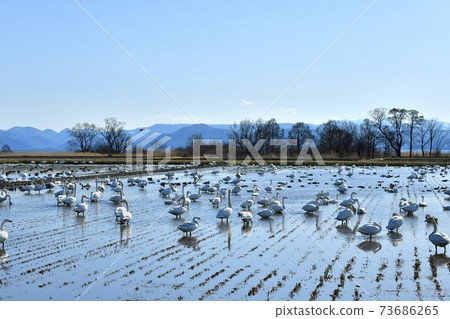 稻湖和稻野山風車沿岸的稻田里天鵝和鴨群 73686265