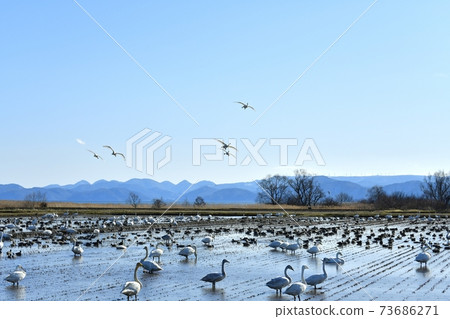 Swans and ducks in the rice fields on the shores of Lake Inawashiro and Nunobikiyama windmills 73686271