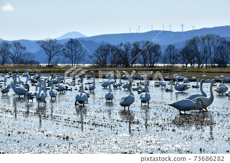 會津若松風電場，稻葉湖岸邊的田野裡有天鵝和鴨群 73686282