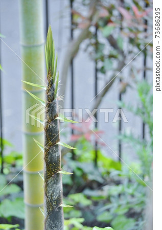 Bamboo shoots 73686295