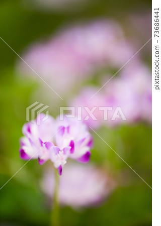 可愛的粉紅色荷花草 73686441