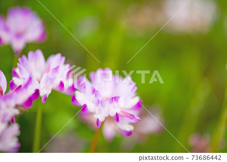 Cute pink astragalus 73686442