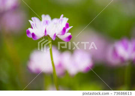 Cute pink astragalus 73686613