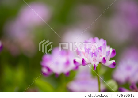 Cute pink astragalus 73686615
