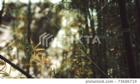 8K Asian Bamboo forest with sunlight 8K Asian Bamboo forest with sunlight 73686719