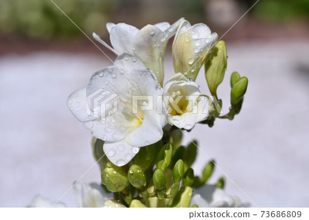White freesia White freesia 73686809