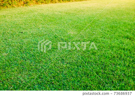 Green fresh grass texture football field Green fresh grass texture football field 73686937