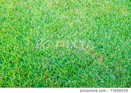 Green fresh grass texture football field Green fresh grass texture football field 73686939