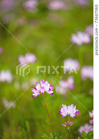 Cute pink astragalus Cute pink astragalus 73687068