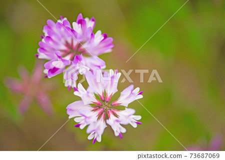 Cute pink astragalus Cute pink astragalus 73687069