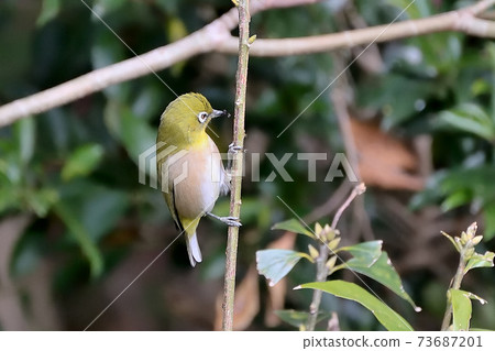 Pretty scenery of Japanese white-eye perched on a twig of a tree Pretty scenery of Japanese white-eye perched on a twig of a tree 73687201