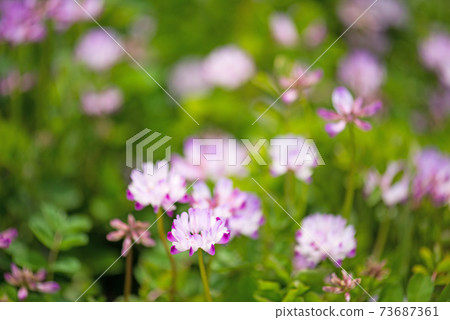 Cute pink astragalus 73687361