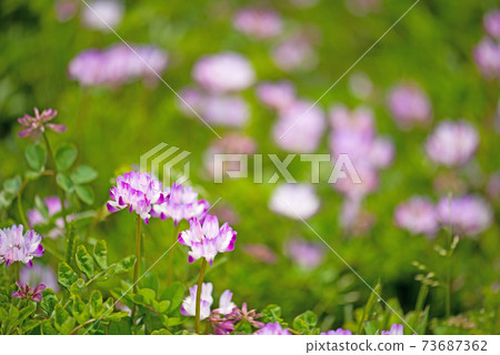 Cute pink astragalus 73687362