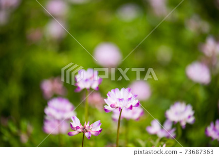 Cute pink astragalus 73687363