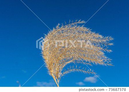 Panicle of Susuki running through the wind 73687378