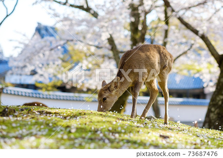 Deer and cherry blossoms in full bloom in Nara Park 73687476