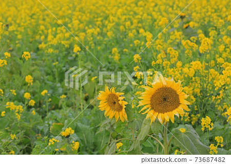Spring sunflower Spring sunflower 73687482