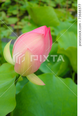 蓮花形象 73688377