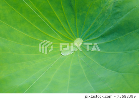 Lotus image 73688399