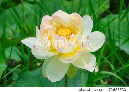 蓮花形象 73688780