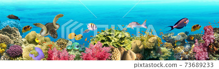 Underwater world. Coral fishes of Red sea. 73689233