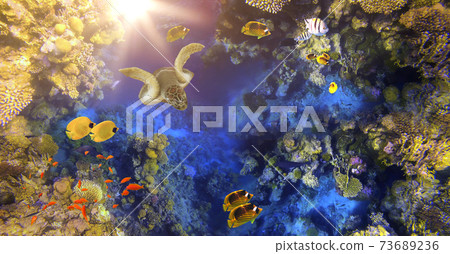 Underwater world. Coral fishes of Red sea. 73689236