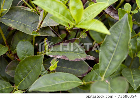 Charcoal disease that occurred in a tea plantation in Vietnam 73690354
