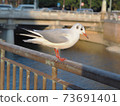 Black-headed gull on the Shoge River in front of Hanshin Amagasaki Station 73691401