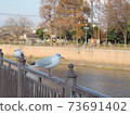 Black-headed gull on the Shoge River in front of Hanshin Amagasaki Station 73691402