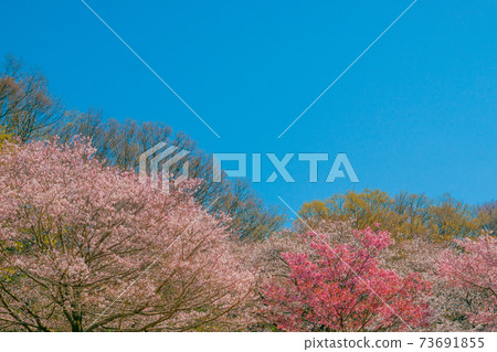 櫻花 73691855