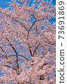 櫻花 73691869