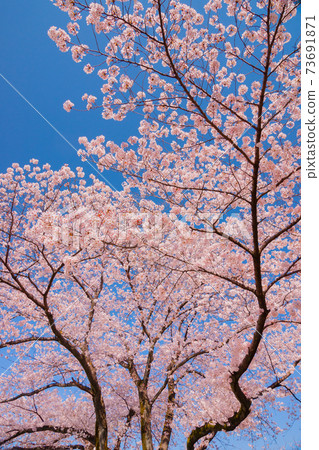 櫻花 櫻花 73691871