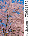 櫻花 73691872