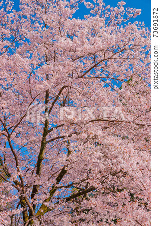 櫻花 櫻花 73691872