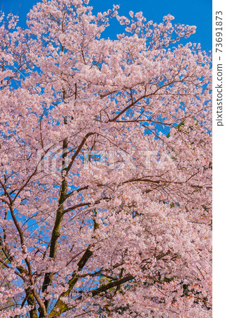 Cherry Blossoms Cherry Blossoms 73691873