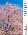 櫻花 73691874