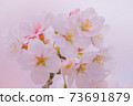 櫻花 73691879