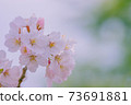 櫻花 73691881