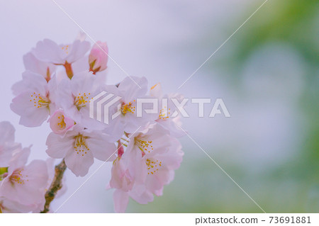櫻花 櫻花 73691881