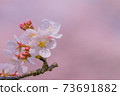 櫻花 73691882
