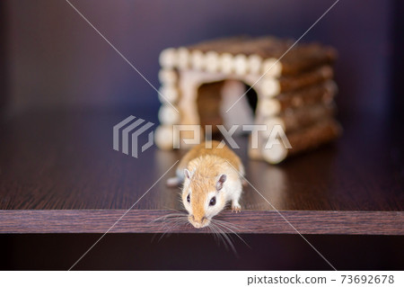 A gerbil runs on a shelf against the background of a wooden house. Red mustache rodent with long mustache A gerbil runs on a shelf against the background of a wooden house. Red mustache rodent with long mustache 73692678