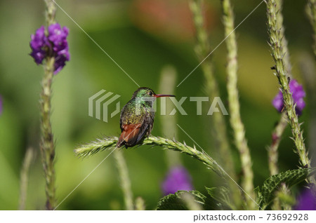 Hibara Emerald Hummingbird 73692928