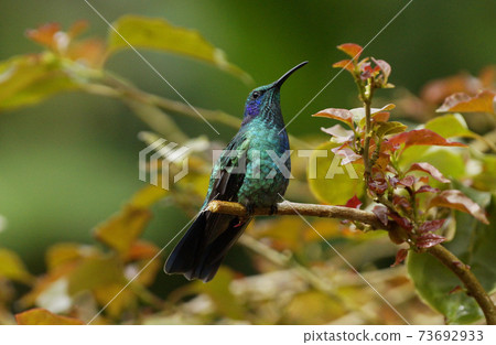 綠色蜂鳥 綠色蜂鳥 73692933