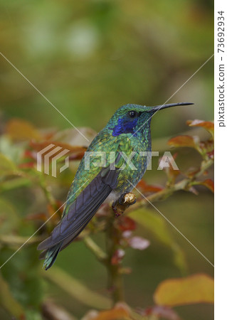 綠色蜂鳥 73692934